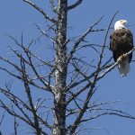 bald-eagle